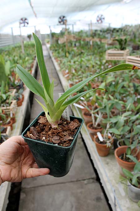 Phragmipedium czerwiakowianum x kovachii.jpg