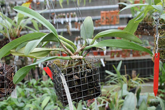 Sophrocattleya Wendy's Redstone 'Precious'.jpg