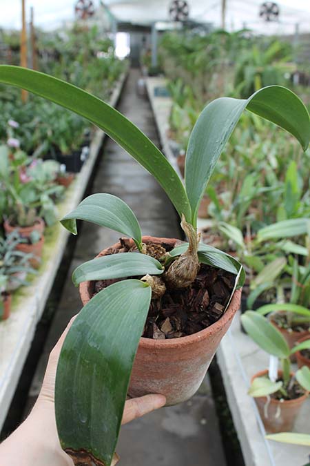 Dendrobium munificum.jpg