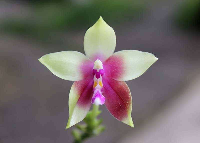 Phalaenopsis Jennifer Palermo (C1 type) x Phalaenopsis LD's Bear Queen.jpg