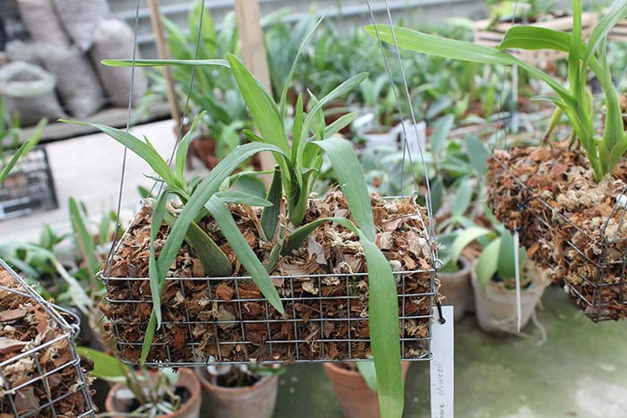 Miltonia clowesii.jpg