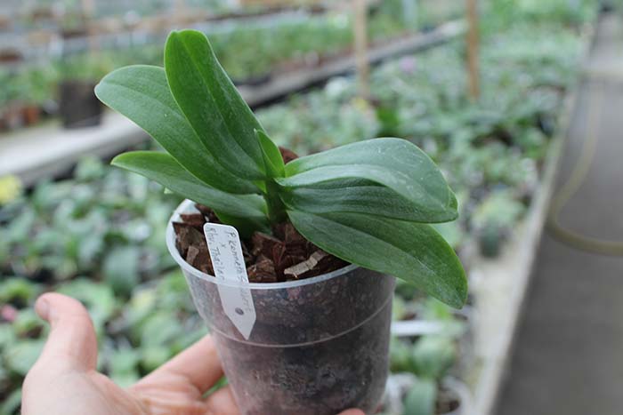 Phalaenopsis Kenneth Schubert x Rhynchovanda 'Thailand'.jpg