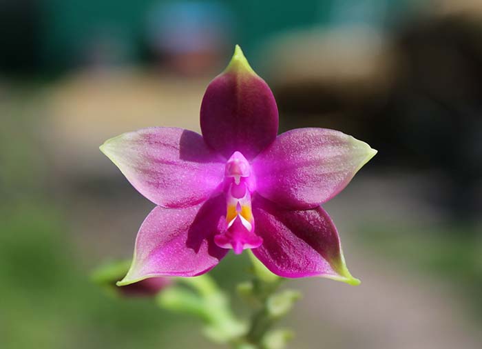 Phalaenopsis Jennifer Palermo x Phalaenopsis LD's Bear Queen.jpg