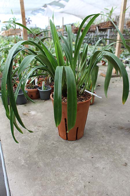 Вазоны для орхидей.jpg