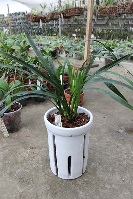 Керамические вазоны для орхидей.jpg