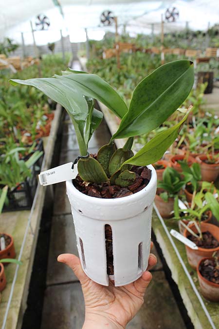 Керамические вазоны для орхидей.jpg