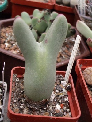 Бывают такие практически гиганты, как этот одиночный, семи сантиместровый C. lacteum.