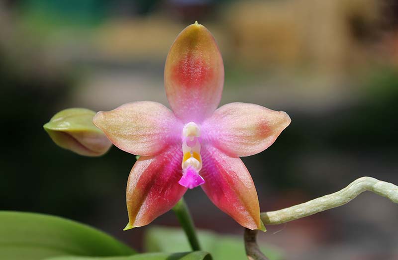 Phalaenopsis KS Happy Eagle x tetraspis 'Red #1'.jpg