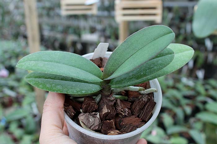 Doritaenopsis Lius Sakura.jpg