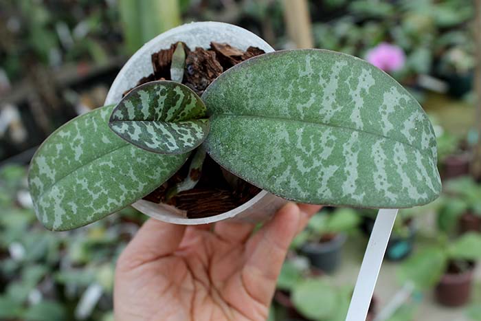 Phalaenopsis Little Dragon (stuartiana x celebensis).jpg