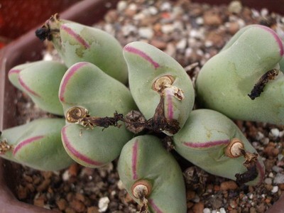 А бывают и средние, как Conophytum bilobum.
