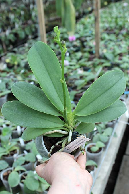 Doritaenopsis Purple Martin.jpg