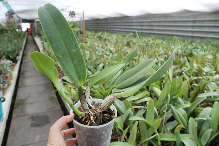 Cattleya warneri semi alba (boa forma) x Cattleya warneri semi alba 'Rubi'.jpg