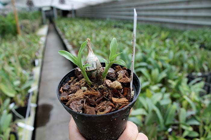 Clowesia Jumbo Grace 'Jumbo Orchids'.jpg