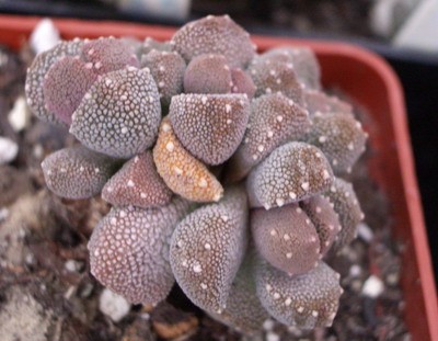 Oftalmophyllum luchoffii оригинальный и красивый сам по себе, но<br />таким загоревшим на первом весеннем солнышке просто...