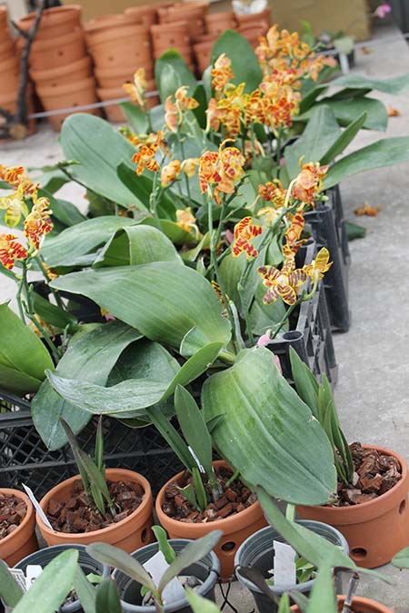 Phalaenopsis David Lim.jpg