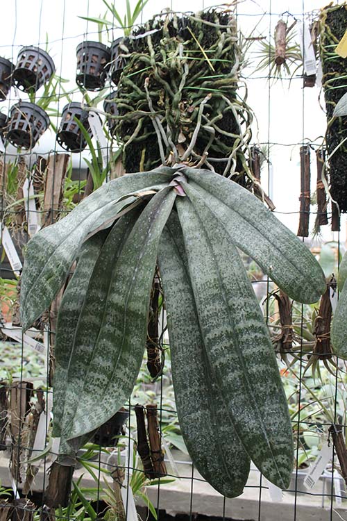 Phalaenopsis schilleriana