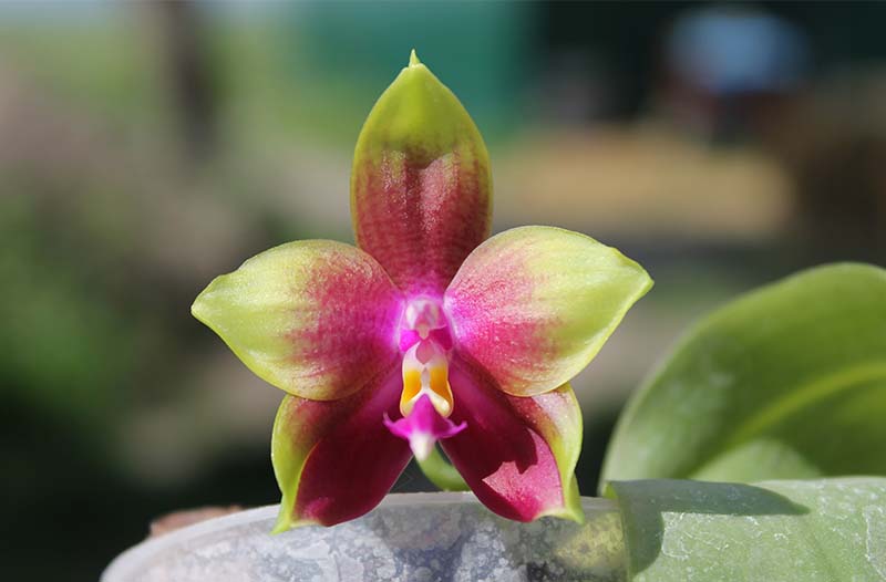 Phalaenopsis Ld's Bear Queen x Chang Mow Evergreen.jpg