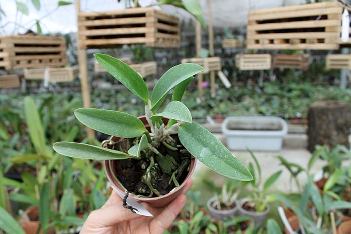 Laelia alaori x praestans.jpg