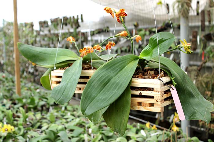 Phalaenopsis David Lim.jpg