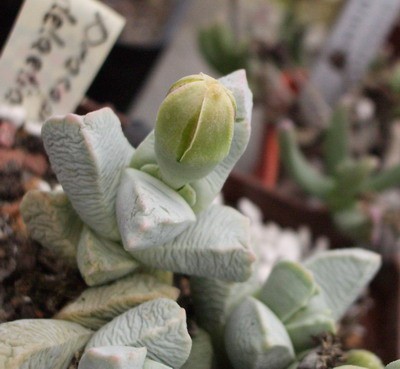 Dracophyllus delaetianus только собирается цвести.