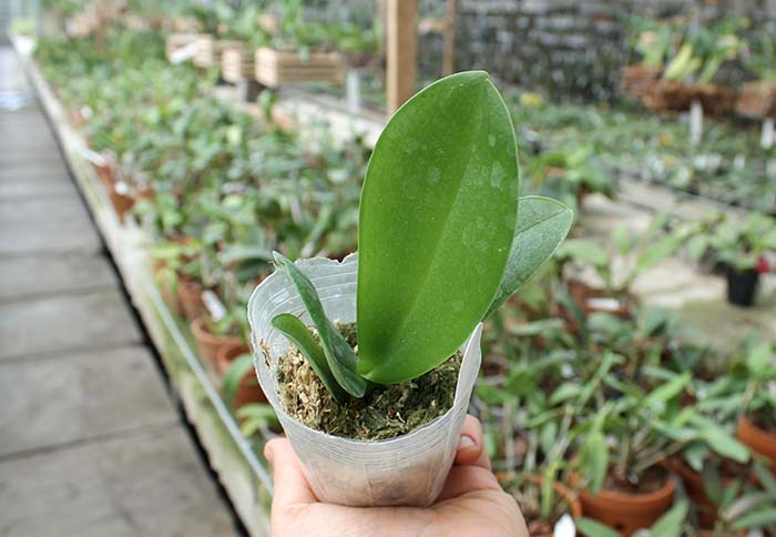 Phalaenopsis (Ching Her Buddha x Mituo Sun) x Chingrue’y Beauty.jpg