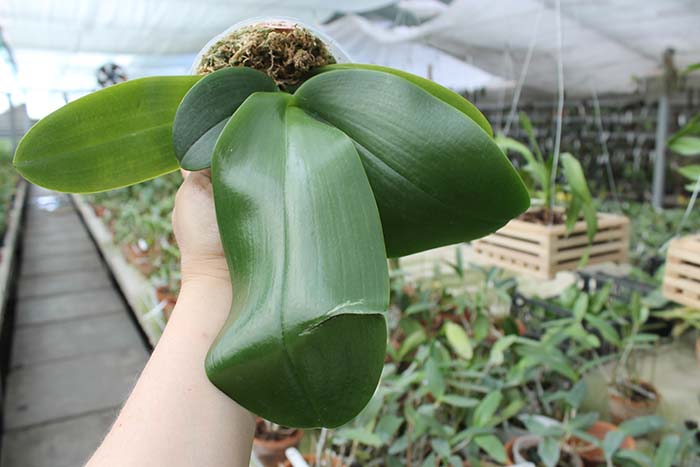 Phalaenopsis Mok Choi Yew Indigo.jpg