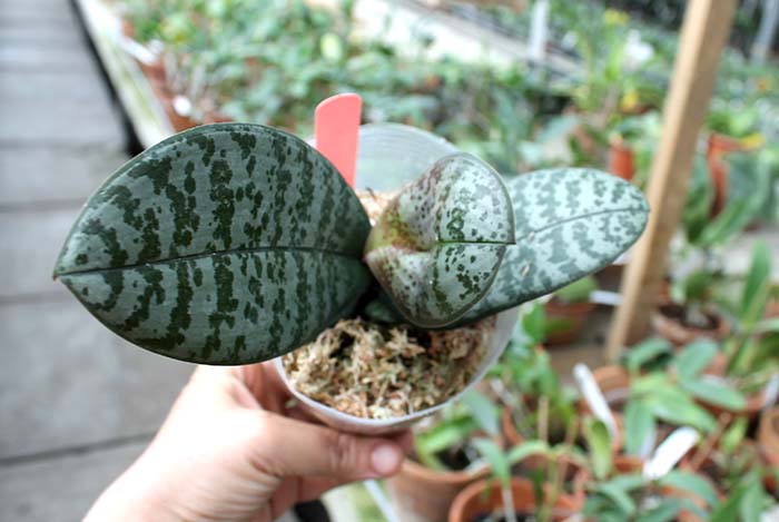 Phalaenopsis schilleriana purpurea.jpg