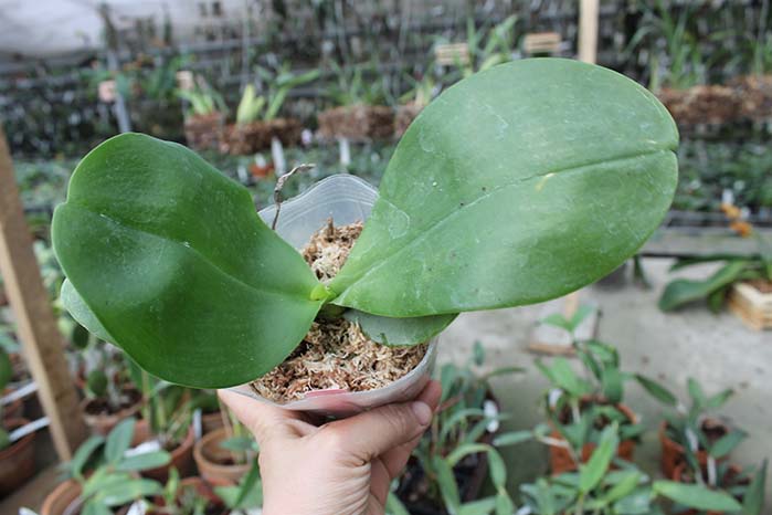 Phalaenopsis Mituo Sun x Ld's Bear King.jpg