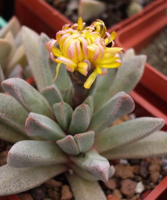 А Nananthus orpenii уже заканчивает