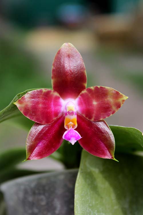 Phalaenopsis amboinensis 'TH' x Penang Girl 'Chin Ruey'.jpg