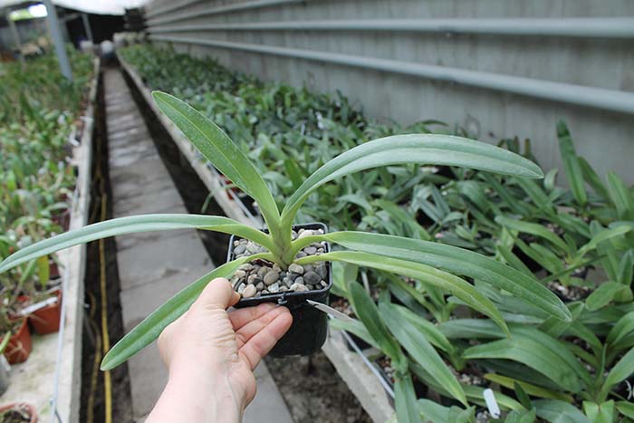Paphiopedilum rothschildianum 'OZ 266' x 'Jungle Collected'.jpg