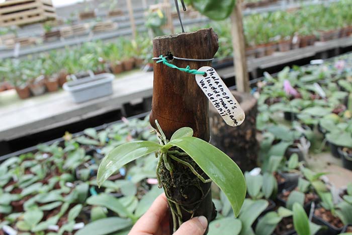 Phalaenopsis lueddemanniana var deltonii.jpg