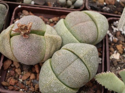 Pleiospilos nelii цвел поздней осенью или даже зимой.