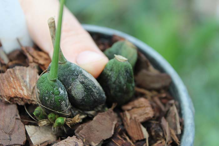 Maxillaria neophylla.jpg