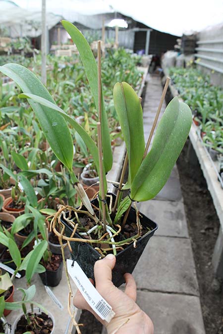 Laeliocattleya Dinard 'Blue Heaven'.jpg