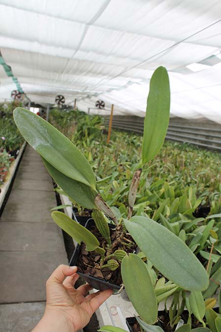 Cattleya warneri escura 'Corrego D'antas' x Cattleya warneri escura integra orlata.jpg