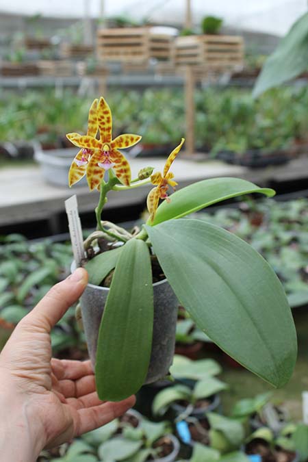 Phalaenopsis Little Leopard.jpg