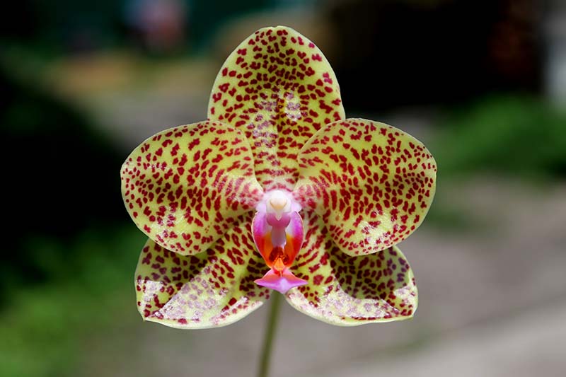 Phalaenopsis gigantea x Mituo Sun.jpg