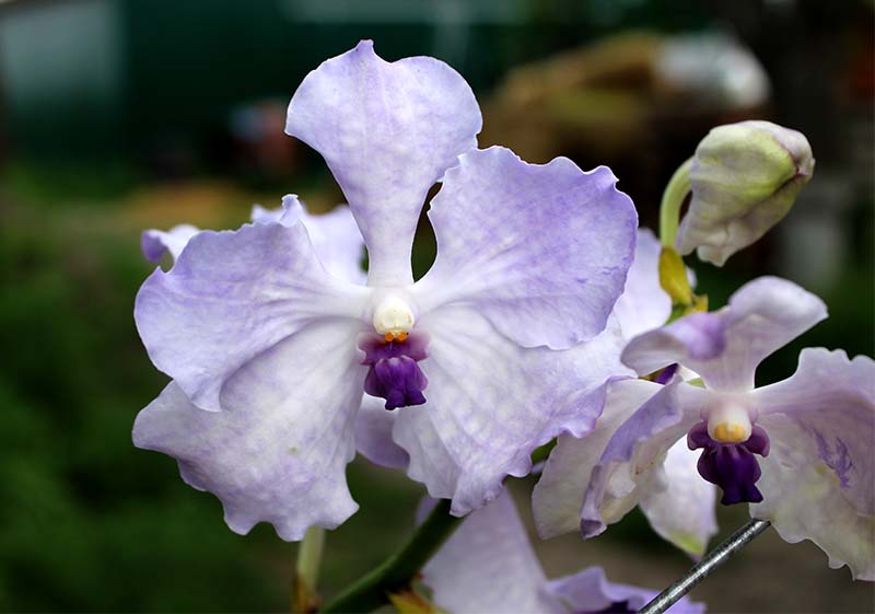Vanda Kanchana Lavender mist.jpg