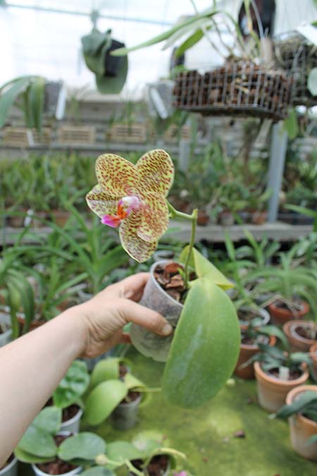 Phalaenopsis gigantea x Mituo Sun.jpg
