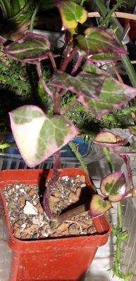 Senecio macroglosus ssp. variegata f. rubra