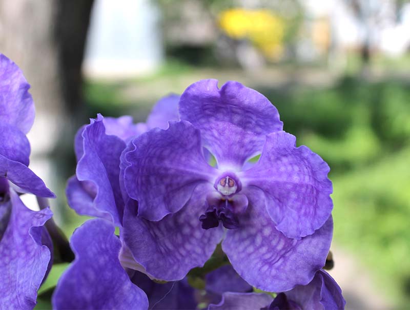 Ascocenda Princess Mikasa Blue.jpg