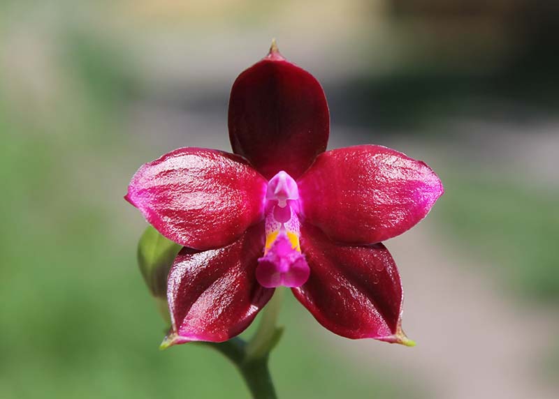 Phalaenopsis tetraspis 'C#1' x Dragon Tree Eagle.jpg
