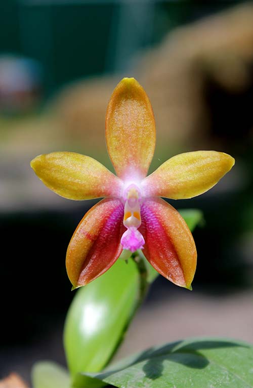 Phalaenopsis KS Happy Eagle x tetraspis 'Red #1'.jpg