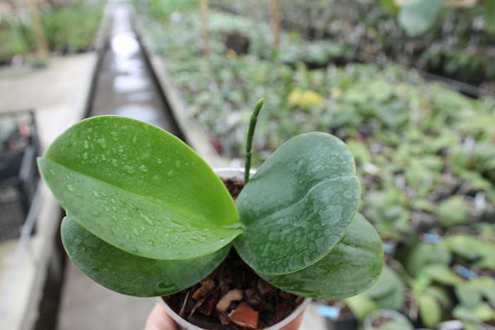 Phalaenopsis Ching Her Buddha x Mituo Sun.jpg