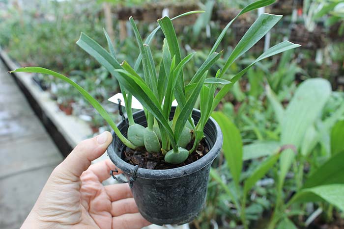 Oncidium Twinkle 'Fragrance Fantasy'.jpg