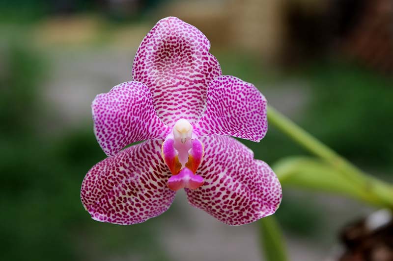Phalaenopsis gigantea x Mituo Sun.jpg