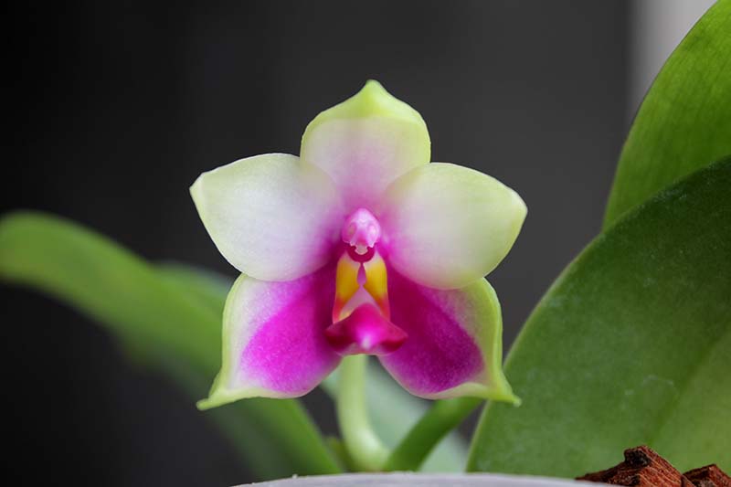 Phalaenopsis bellina AL.jpg
