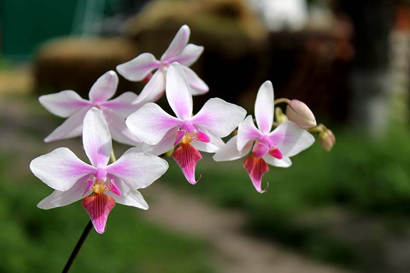 Phalaenopsis stuartiana x equestris.jpg